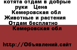 котята отдам в добрые руки › Цена ­ 0 - Кемеровская обл. Животные и растения » Отдам бесплатно   . Кемеровская обл.